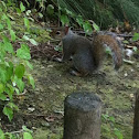 Grey Squirrel