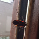 maple bug