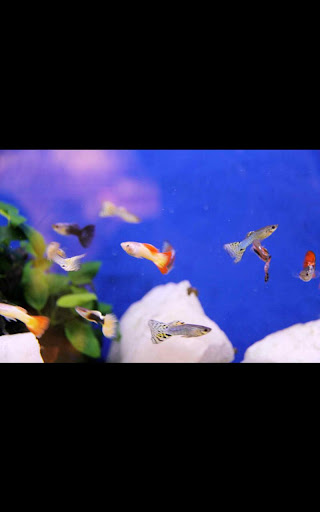 【免費個人化App】Aquarium HD Live Wallpaper-APP點子