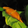 Julia longwing butterfly