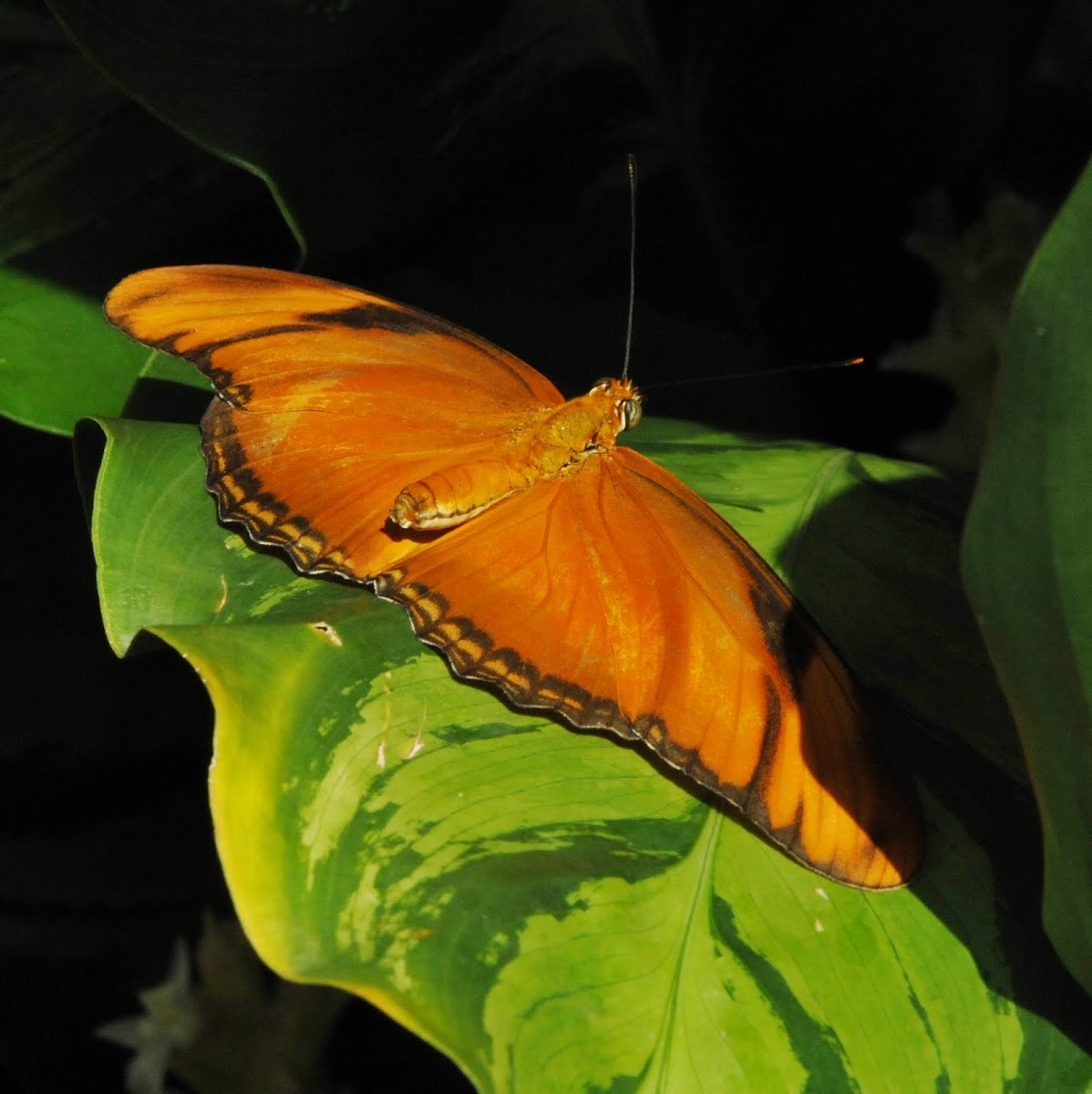 Julia longwing butterfly
