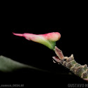 Cactus zapatilla / Devil's backbone or Zigzag plant