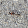Elongate Twig Ant