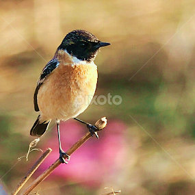 Common Stonechat by Anand Amembal - Animals Birds