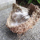 Barn swallow nest