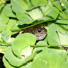 Floodplain Frog or Bumpy Rocket Frog