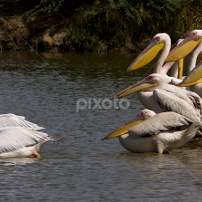 Follow me ... by Tushar Bharwada - Animals Birds