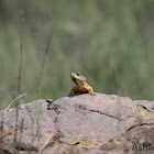 Drakensberg Crag Lizard