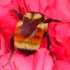 Orange-belted Bumblebee 