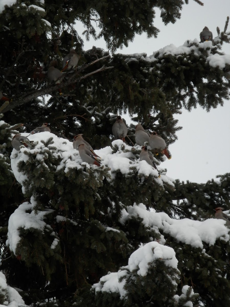 Bohemian Waxwing