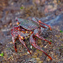 sally lightfoot crab