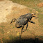 Giant Weevil