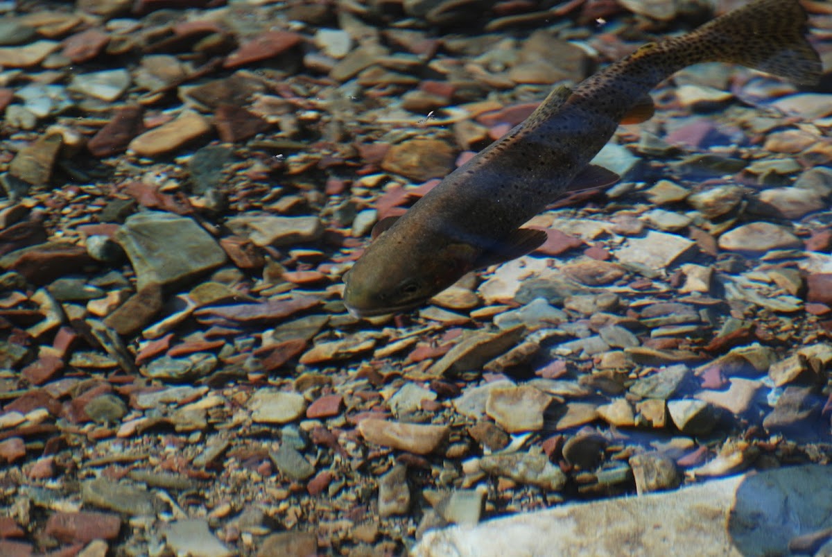 Cutthroat Trout