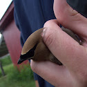 Cedar Waxwing