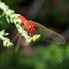 Common Scarlet-darter