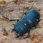 Balkenschröter, lesser stag beetle