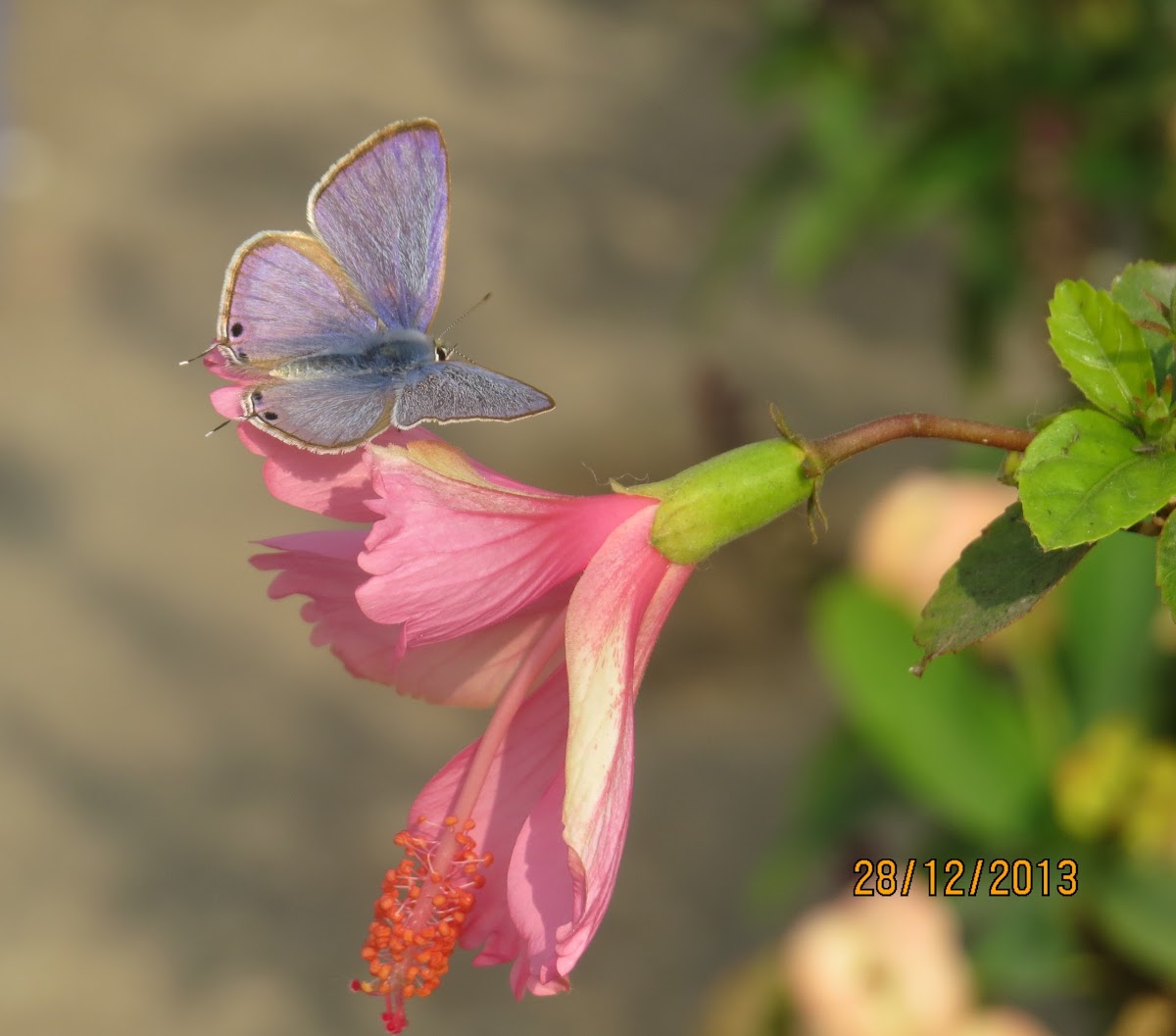 Long-tailed Blue or Pea Blue Butterfly