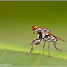Mantis Fly