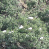 Red-footed Booby