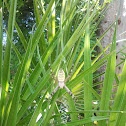 Wasp Spider