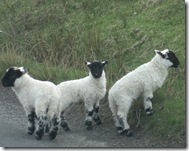 cowal lambs