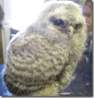 clyde valley baby owl