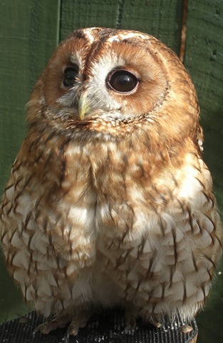 [clyde valley tawny owl2[9].jpg]