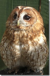clyde valley tawny owl2