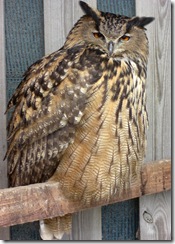 clyde valley eagle owl