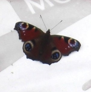 [butterfly73.jpg]