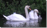016 swans cygnet