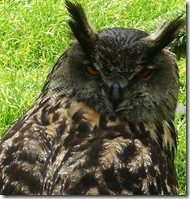 ingliston european eagle owl 180 degrees