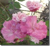 alnwick gardenpink roses