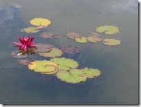 dunvegan water lily