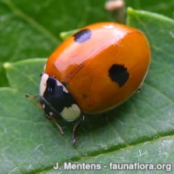 [2-spot_ladybird_Jeroen_Mentens[4].jpg]