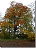 autumn eddleston tree