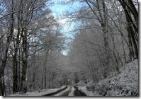 snowy trees on back road