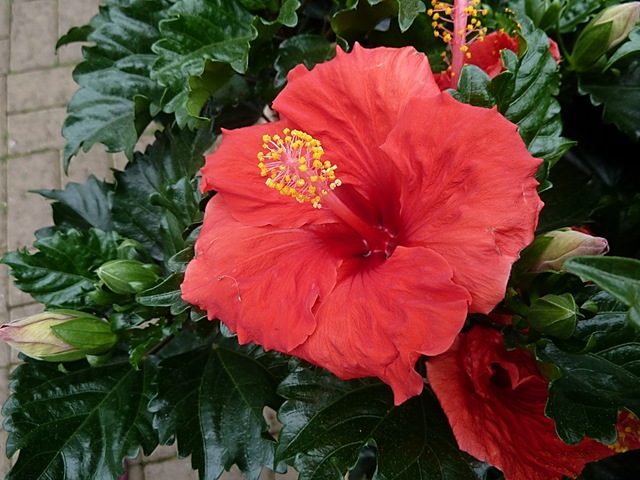 [red hibiscus[4].jpg]