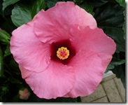 pink hibiscus