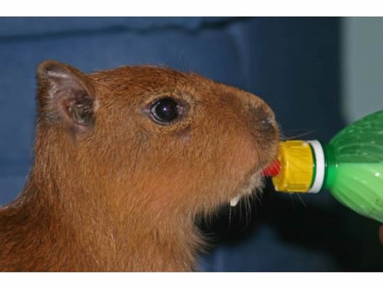 Capybara-pet3