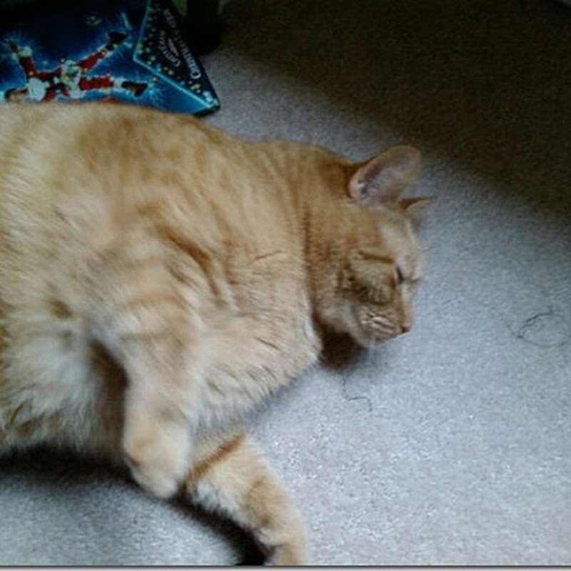 Fotos de gatos gordos