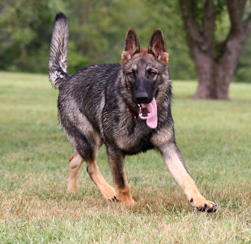 Sable German Shepherd Color Change German Shepherd Dog Effy Moom Free Coloring Picture wallpaper give a chance to color on the wall without getting in trouble! Fill the walls of your home or office with stress-relieving [effymoom.blogspot.com]