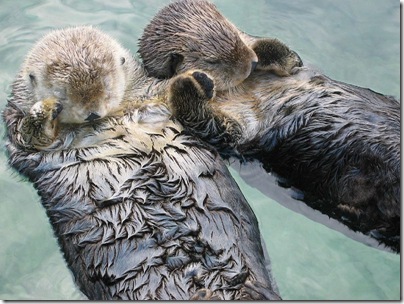 800px-Sea_otters_holding_hands