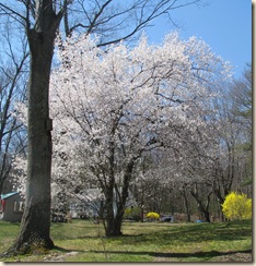 WK 2 Flowering tree