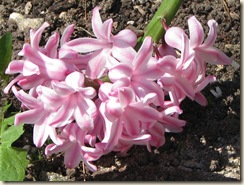 WK 2 Hyacinth