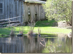 WK 2 Duck pond