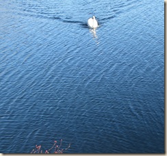 WK 2 Swan swimming