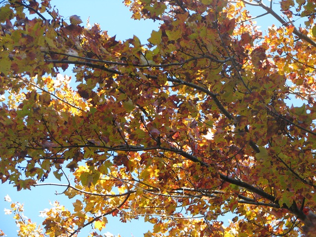 [Maples leaves[11].jpg]
