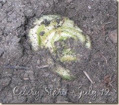 July 12 Celery