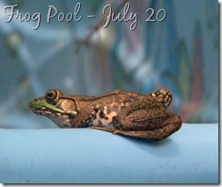 July 22 Frog